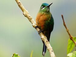 Aglaiocercus kingi -Manizales, Caldas, Colombia -female-8.jpg