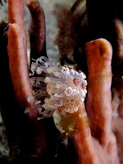 Alicia rhadina (Solitary anemone).jpg