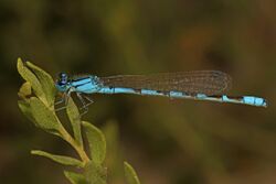 Alkali Bluet - Enallagma clausum, along Route 50 in western Utah - 16184326308.jpg