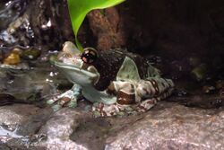 Amazon Milk Frog (Trachycephalus resinifictrix), CMN.jpg