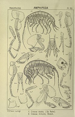 An account of the Crustacea of Norway (Pl. 99) (6812241705).jpg