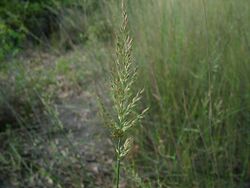 Arundinella nepalensis flowerhead Jenene Kidston5 (9099525872).jpg