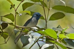 Black-Naped Monarch Flycatcher male.jpg