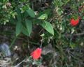 Bomarea pauciflora 1.jpg