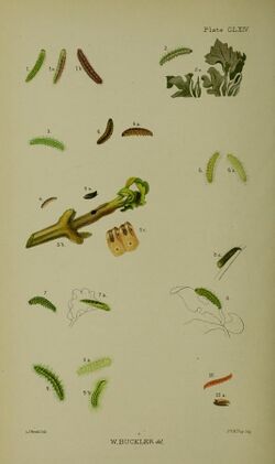 Buckler W The larvæ of the British butterflies and moths Plate CLXIV.jpg