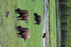 Buffalo grazing - Yellowstone National Park.jpg