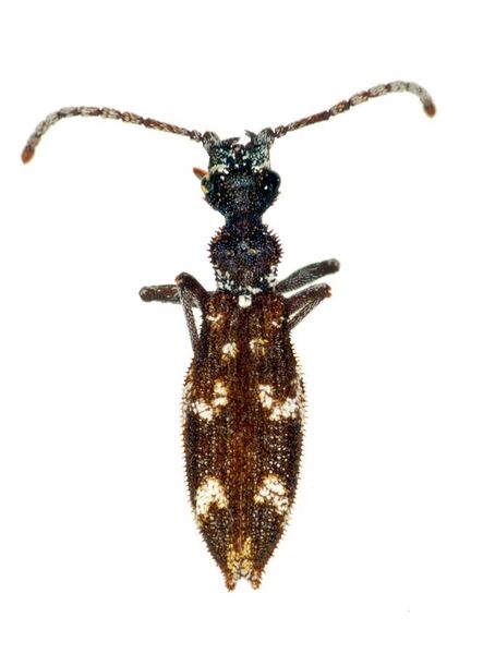 File:CSIRO ScienceImage 2199 An Ommatid Beetle.jpg
