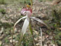 Caladenia longicauda redacta 01.jpg