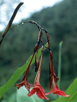 Canna iridiflora.jpg