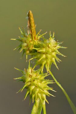 Carex flava - Niitvälja.jpg