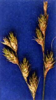 Carex siccata NRCS-2.jpg