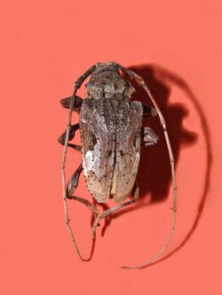 Cerambycidae - Lagocheirus araneiformis.jpg