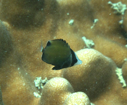 Chaetodon nigropunctatus juvenil.png