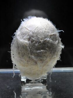 Coelacanth egg.jpg