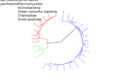 CollapsedtreeLabels-simplified.svg