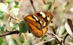 Common brown - female.jpg