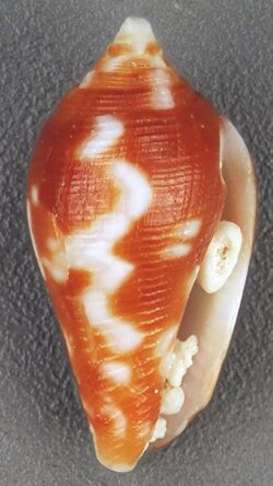 Conella ovulata (ovate dove snail) (San Salvador Island, Bahamas) 2 (16190692995).jpg