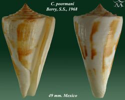 Conus poormani 2.jpg