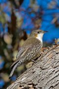 Cormobates leucophaea -Victoria, Australia-8.jpg