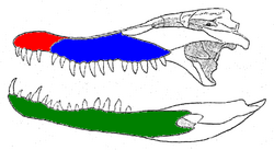 Crocodylus palustris teeth.PNG