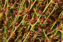 Daviesia hakeoides subsp. hakeoides.jpg