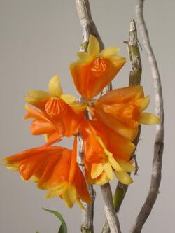 Dendrobium wentianum - Flickr 003 (1).jpg