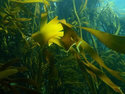Dense kelp forest with understorey at Partridge Point near Dave's Caves, Cape Peninsula