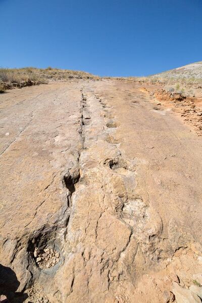 File:Dinosaur footprints in ToroToro Bolivia.jpg
