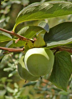 Diospyros kaki fruit.jpg