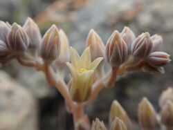 Dudleya abramsii setchellii 18104818.jpg