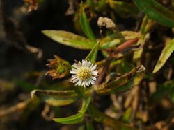 Eclipta angustata.jpg