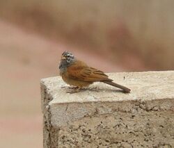 Emberiza sahari 2.jpg