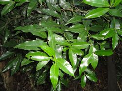 Empogona lanceolata, lower, b, Burmanbos.jpg