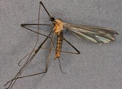 Erioptera nielsoni, North Wales, 16th May 2014 (17142517980).jpg