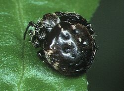 Eriovixia.sakiedaorum.female.2.-.tanikawa.jpg