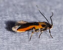 Euclemensia bassettella – Kermes Scale Moth (14635640202).jpg