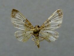 Eupithecia breviculata.JPG