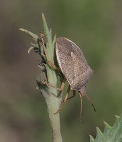 Euschistus variolarius (Palisot, 1817) 2465159817.jpg