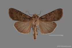 Euxoa choris ASUHIC0120244 habitus dorsal 1569959824 lg.jpg