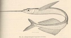 FMIB 42409 Euleptorhamphus longirostris (Cuvier).jpeg