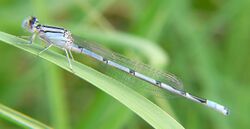 Familiar bluet.jpg