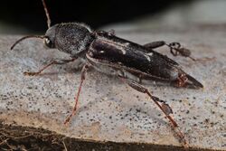 Flickr - ggallice - Longhorn beetle.jpg