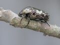 Flower chafer beetle. Tribe- Cetoniini (29374108331).jpg