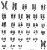 G-banded karyotype of female guinea pig (Cavia porcellus).png