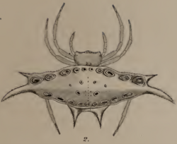 Gasteracantha westringi Koch 1871.png