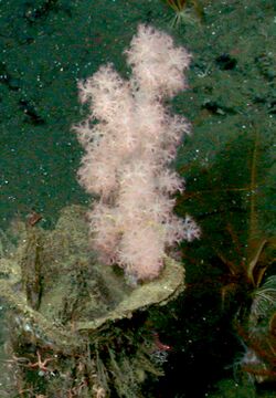 Gersemia juliepackardae on Gumdrop Seamount close up.jpg