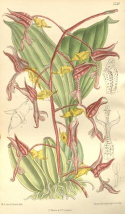 Gongora fulva (as Gongora tricolor) - Curtis' 123 (Ser. 3 no. 53) pl. 7530 (1897).jpg