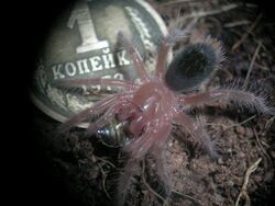 Grammostola pulchripes.jpg