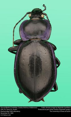 Ground Beetle (Carabidae, Carabus finitimus (Haldeman)) (33310032166).jpg