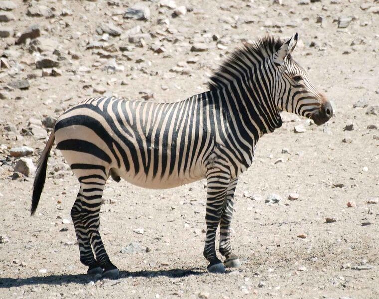 File:Hartmann zebra hobatere S.jpg